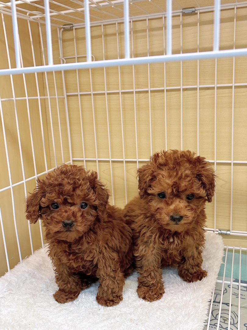 犬舍一首繁育泰迪犬公母都有