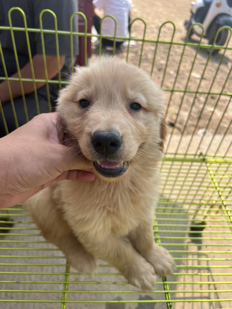 金毛幼犬(金毛寻回犬),毛发金黄蓬松,温顺可爱,家庭陪伴、伴侣犬佳选