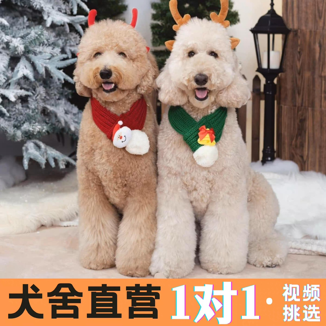 各种颜色花巨贵犬❤️灰色巨贵