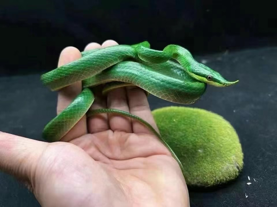 绿巴轮 疫苗已打 运输包活