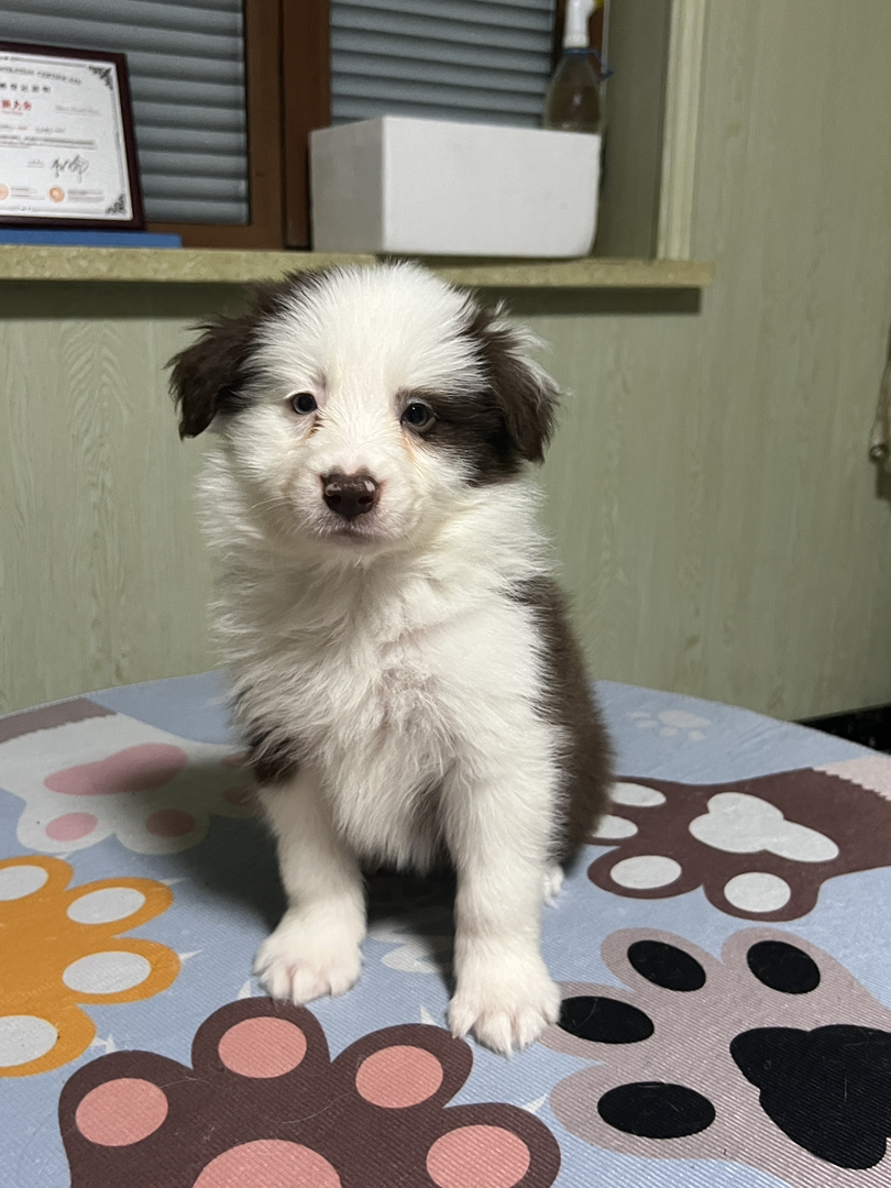 咖啡色超帅气海盗花色弟弟