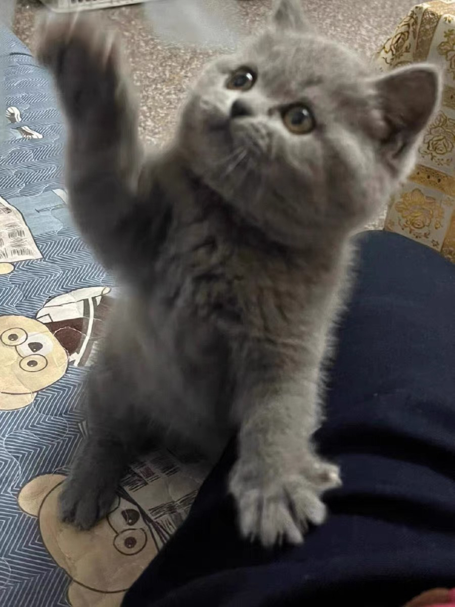 蓝猫包售后有猫瘟腹水健康问题可以退款