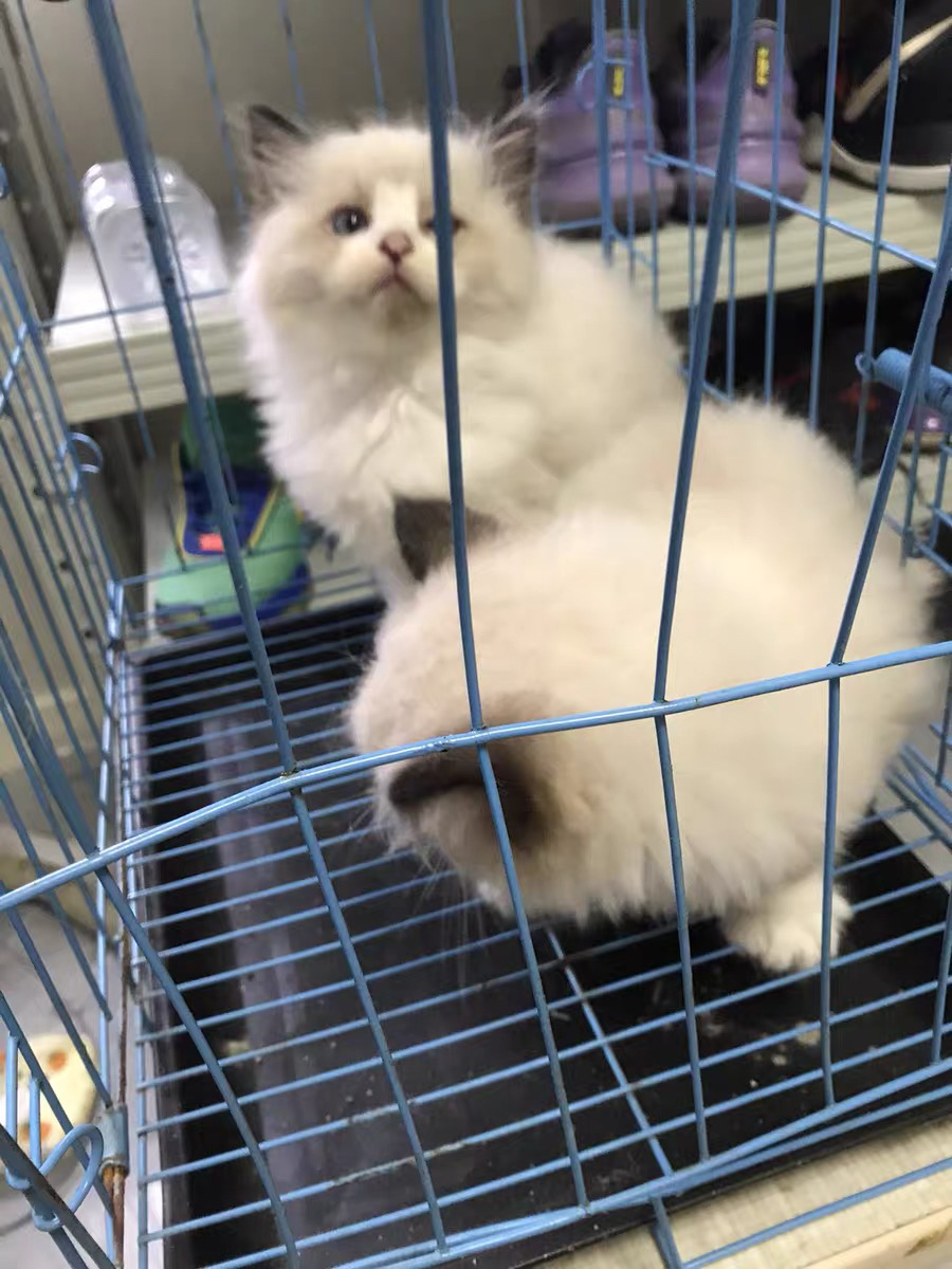 布偶猫幼崽，颜值超高，性格温顺，700包邮到家