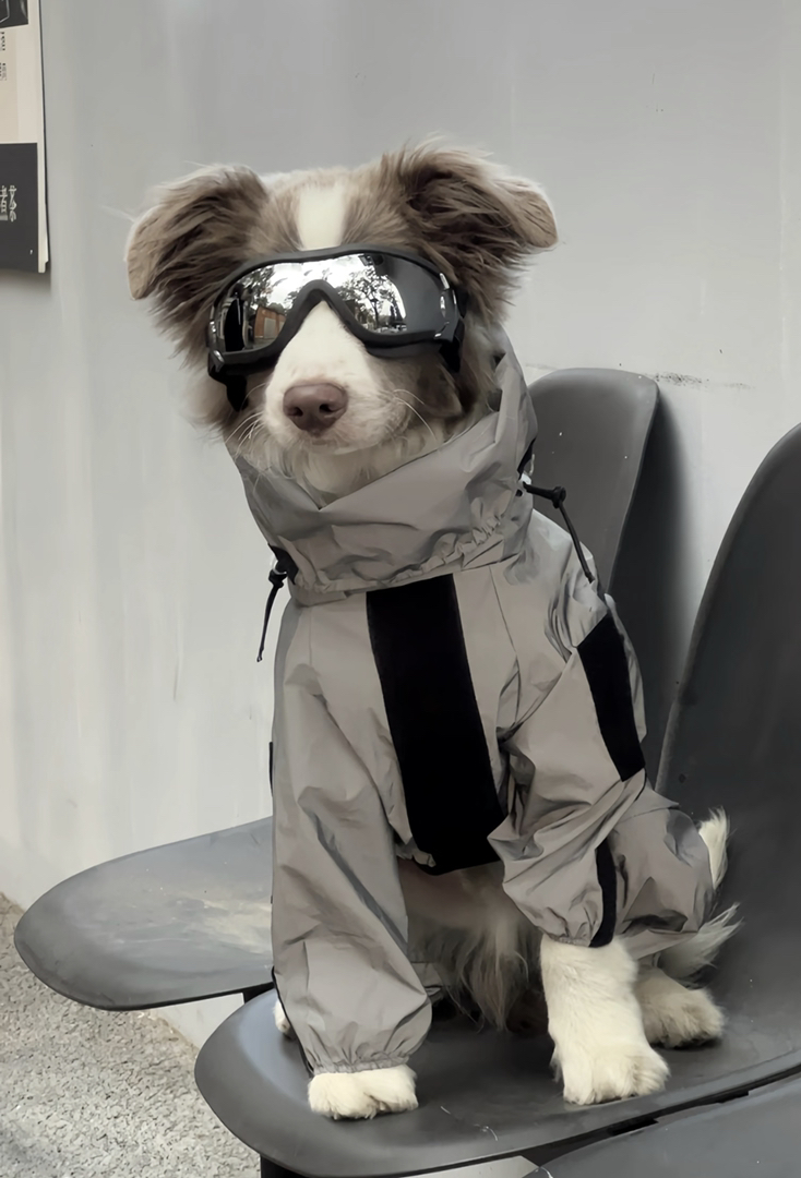 高端边境牧羊犬❤️稀有色丁香色边牧