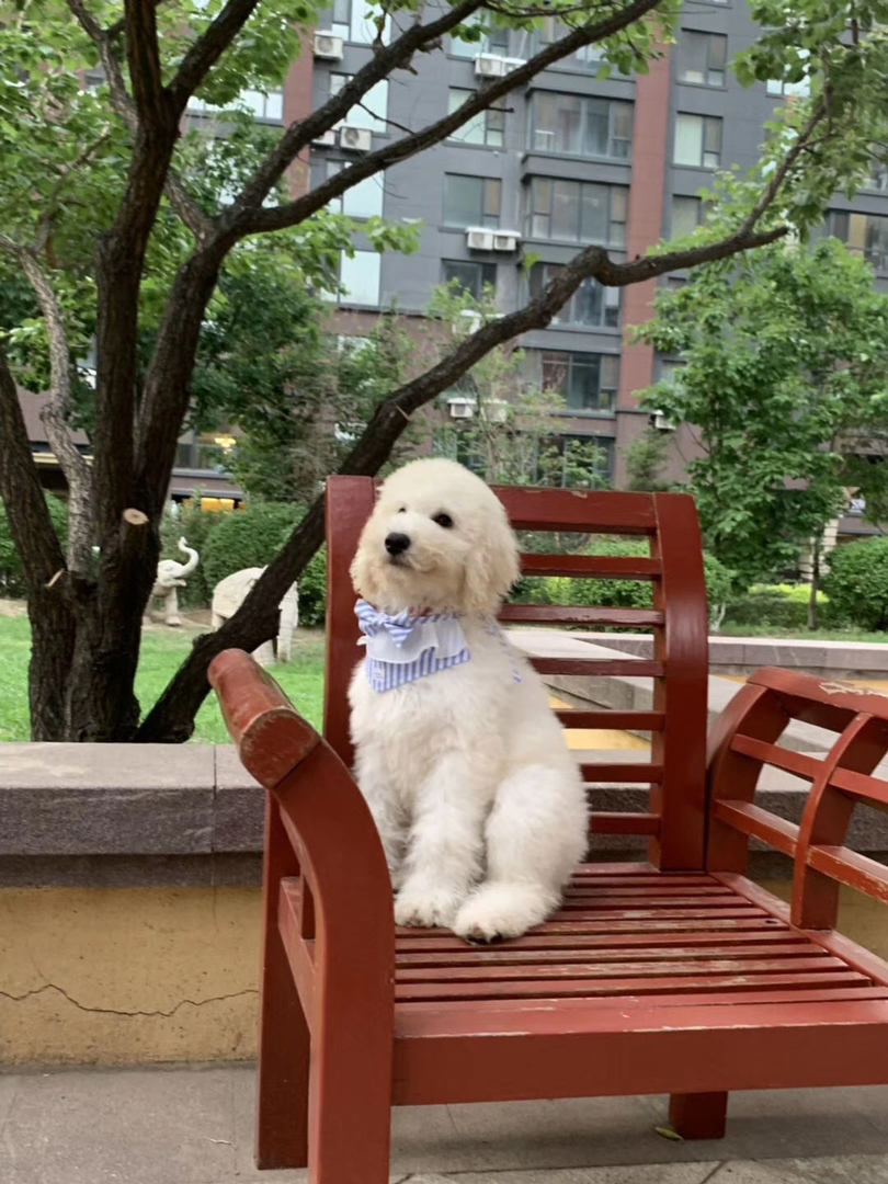巨型贵宾犬，毛发蓬松似云朵，聪明温顺颜值高