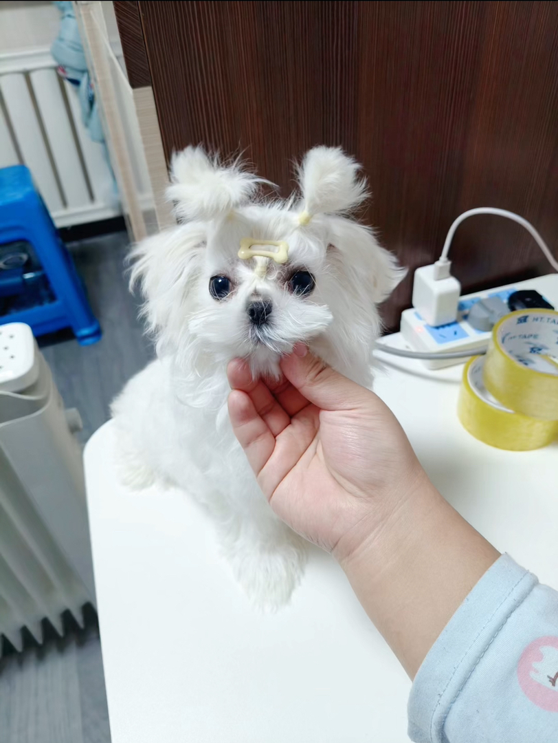 马尔济斯