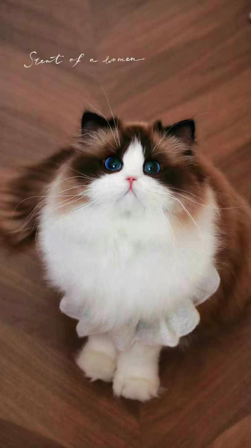 高端布偶猫❤️大爆毛精品