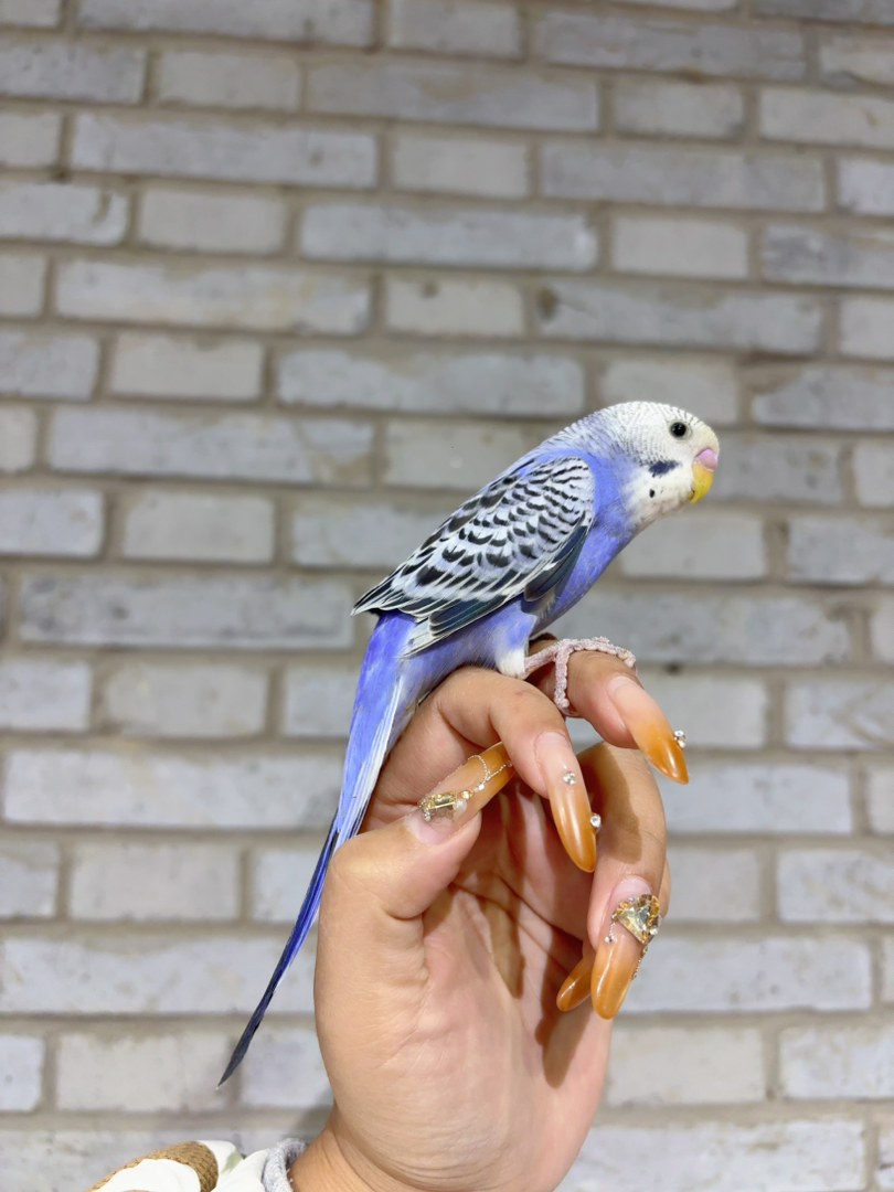 紫色大头，颜色漂亮体型优美，手养亲人