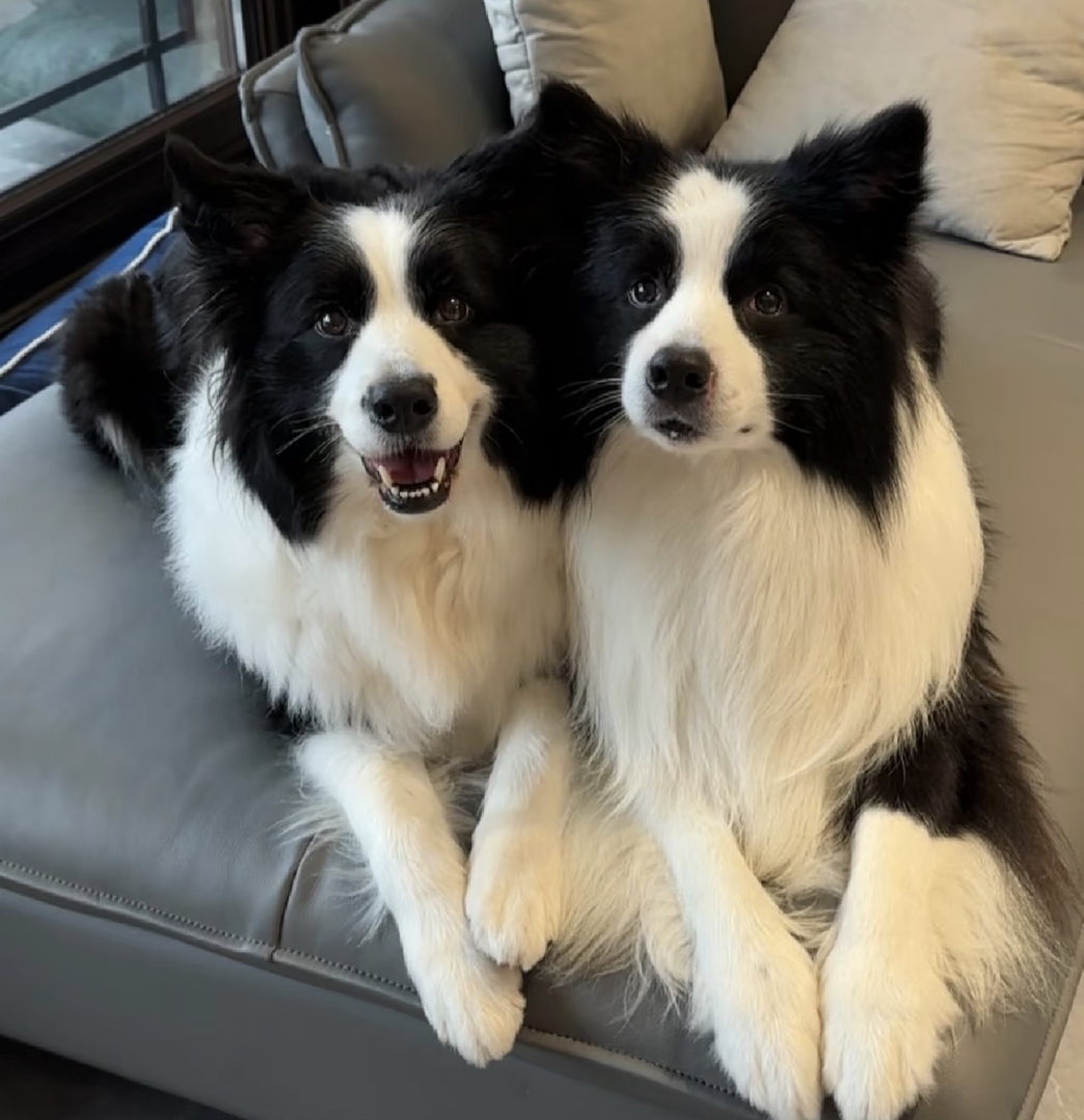 边境牧羊犬