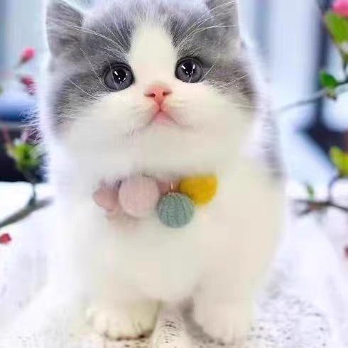 矮脚蓝白猫咪