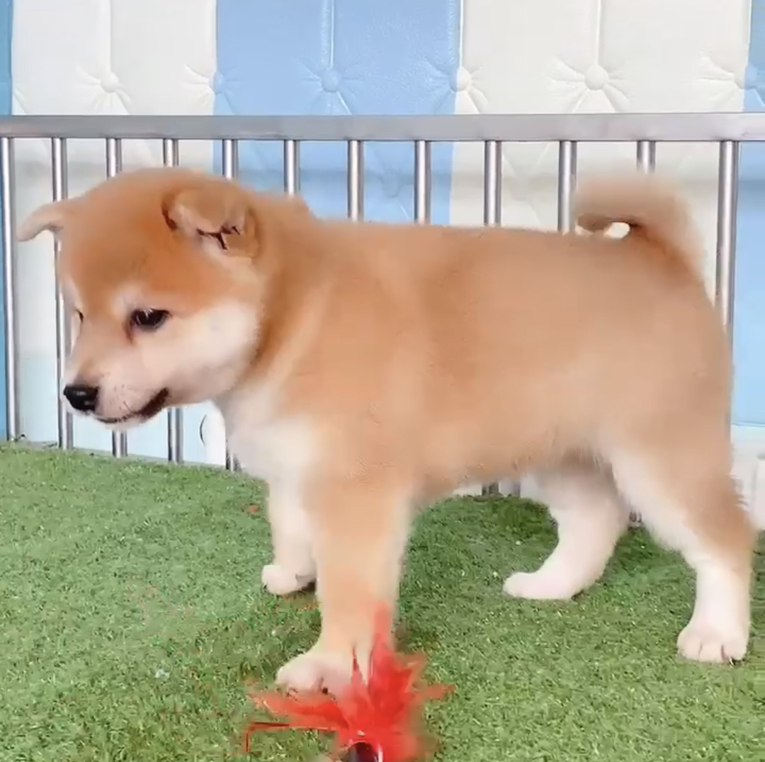 日本纯种柴犬❤平台推荐