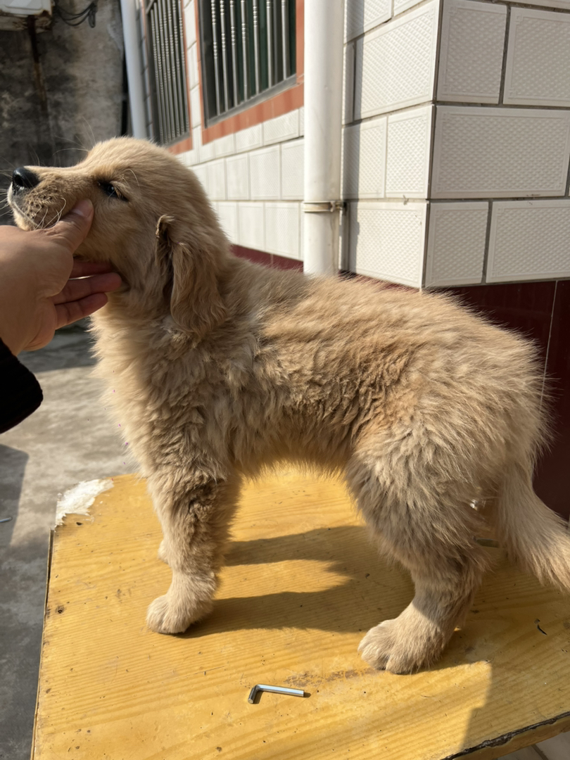 金毛双血浅色系