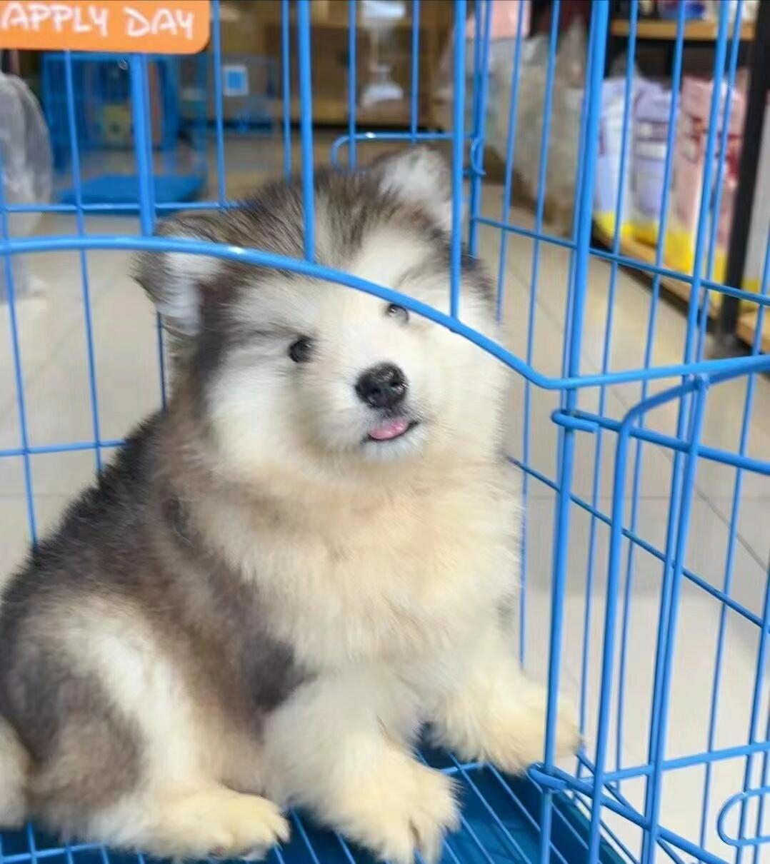 双血统可办理证书芯片阿拉斯加雪橇犬