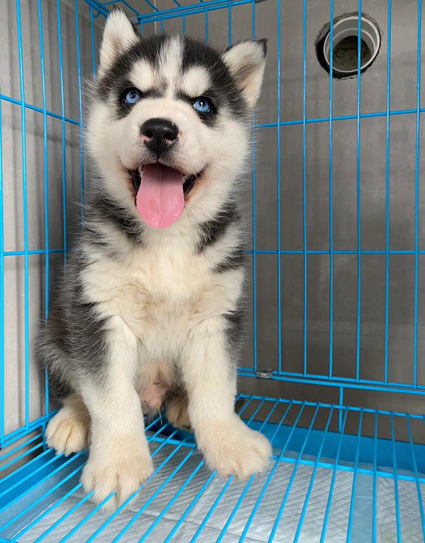 哈士奇幼犬，蓝眼吐舌，颜值高，个性活泼的可爱萌宠