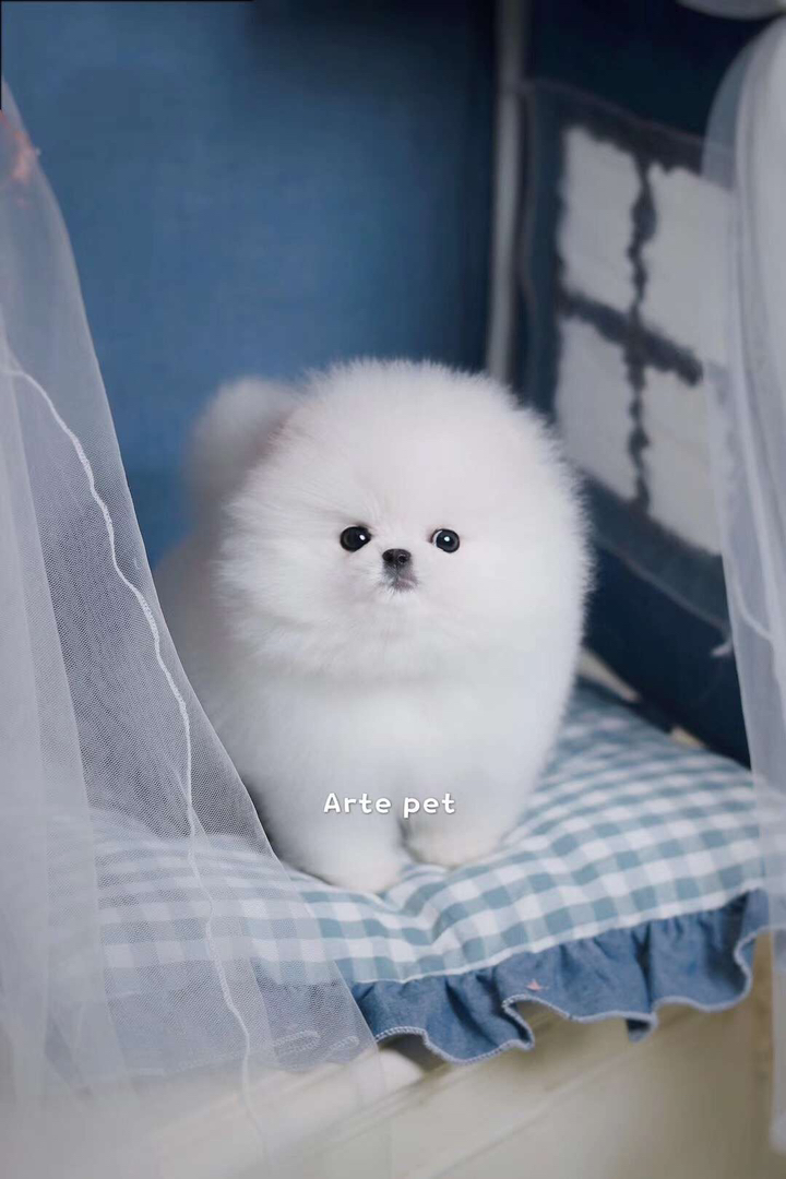 博美幼犬,雪白蓬松似雪球,眼神灵动,乖巧粘人,家庭萌宠佳选