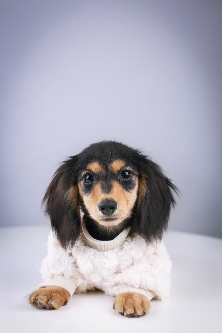 长毛腊肠犬