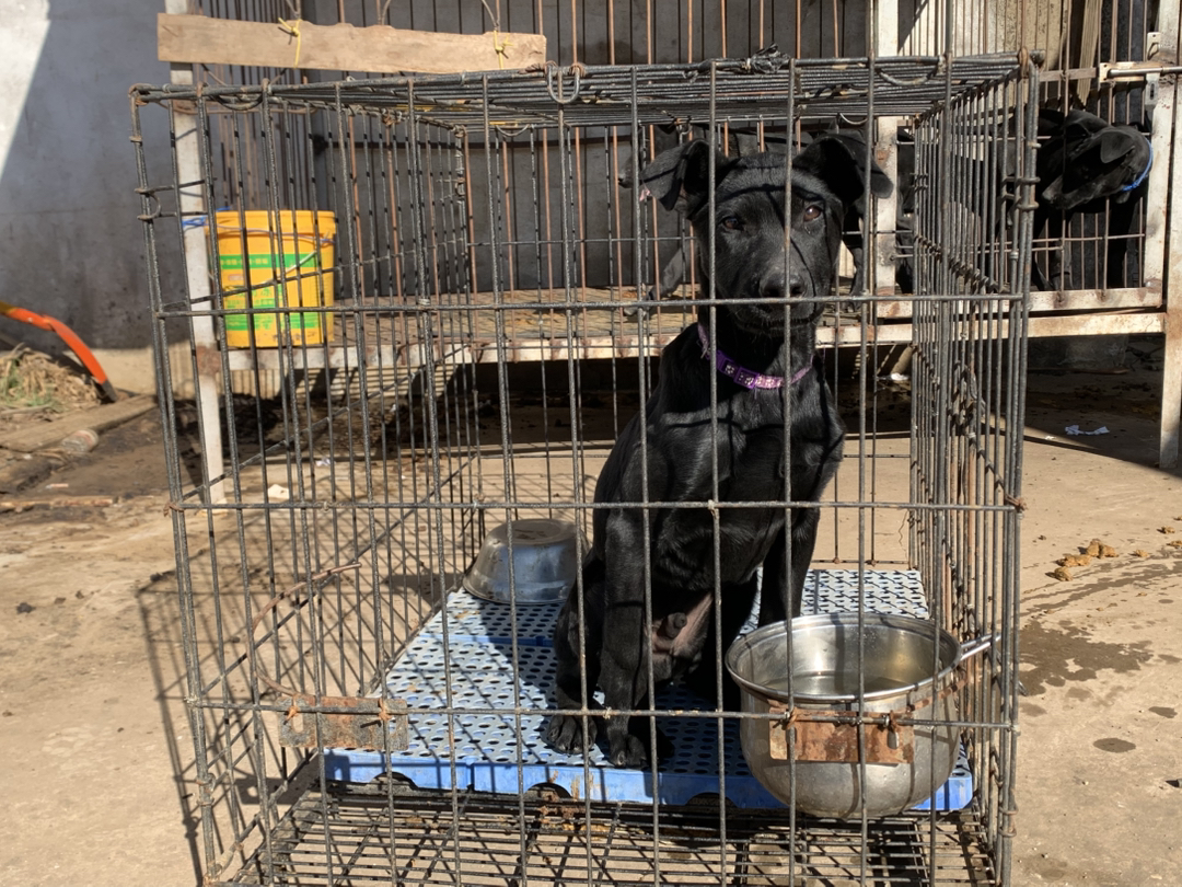 黑狼犬，老版黑狼犬。贴身纯黑发亮皮毛，自然立耳，动力好智商高