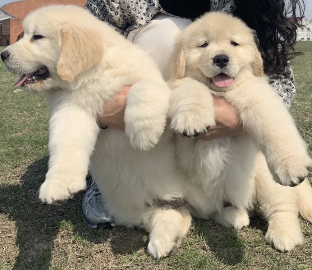 赛级金毛犬❤️带证书芯片