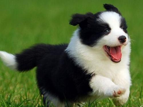 边境牧羊犬幼犬,黑白双色,聪明活泼,高智商易训练,家庭伴侣佳选