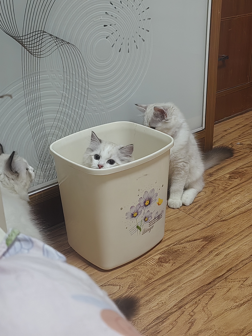 小布偶找新家啦～自家乖乖生的，希望找个好主人～