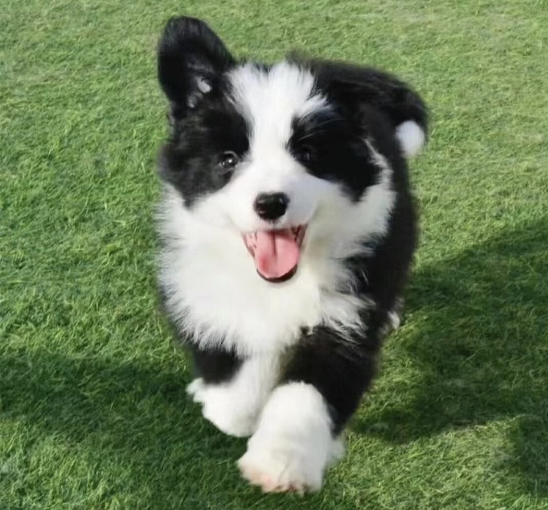 边境牧羊犬1888起步