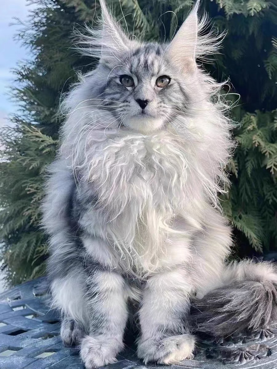 缅因猫,毛发浓密似狮,威风凛凛,温柔巨人可盐可甜