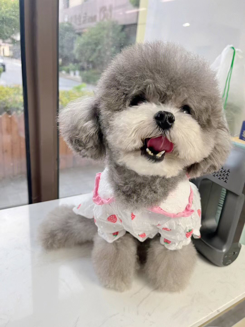 灰泰迪公❤️福利款❤️新年福利