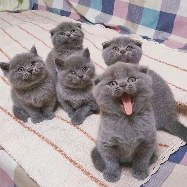 大胖脸蓝猫多只