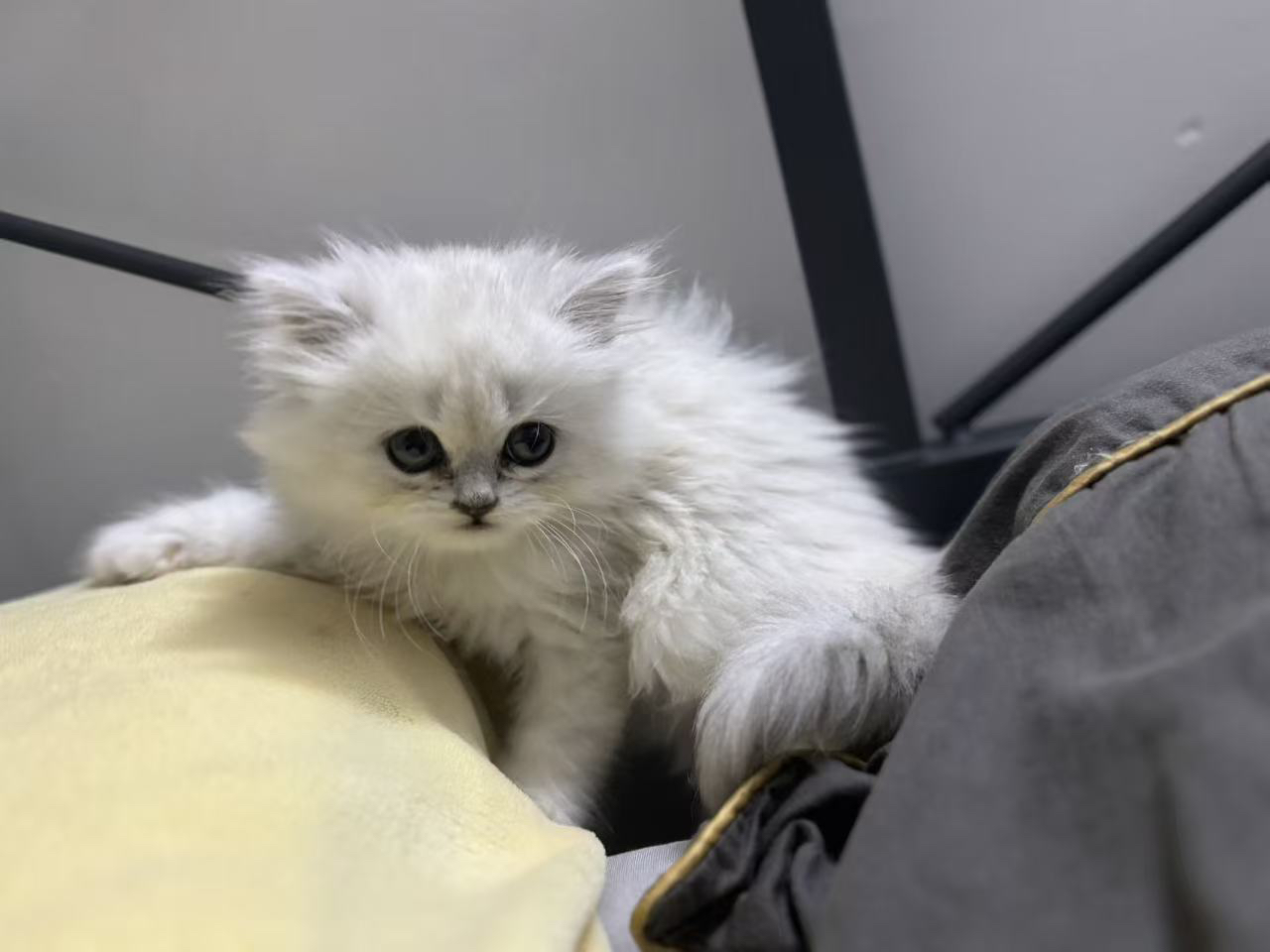 金吉拉