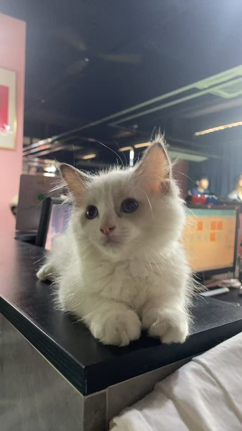 布偶猫