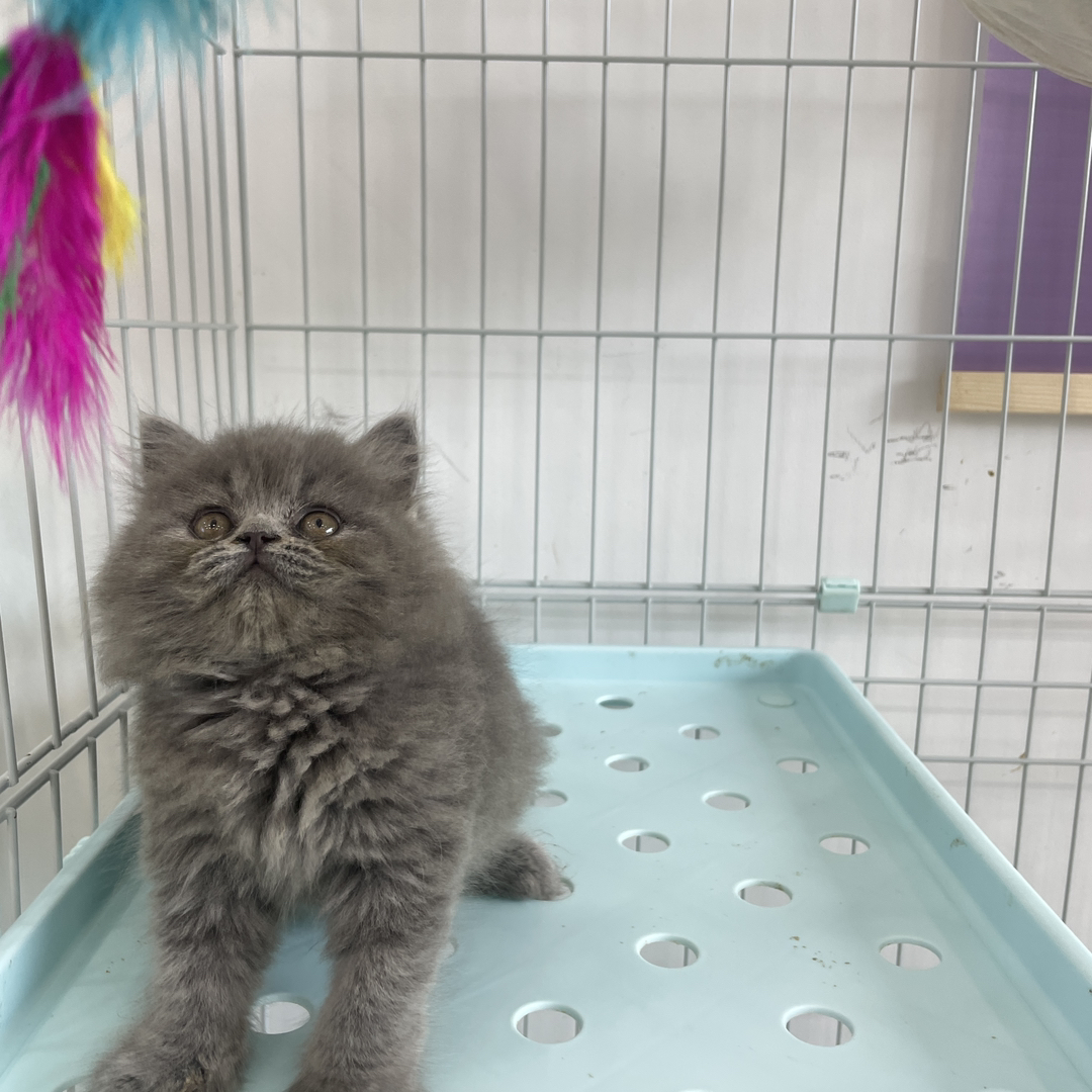 长毛熊版蓝猫 加菲脸无泪痕 三个月母猫