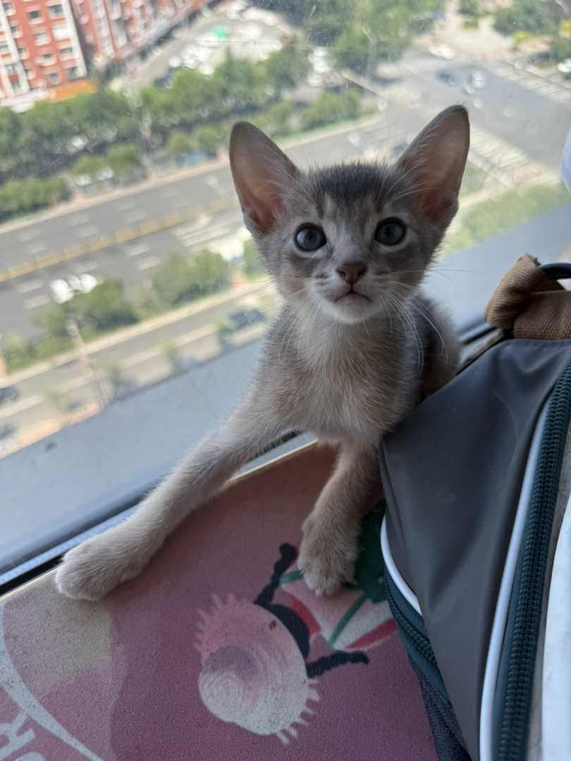 阿比，猫中之狗，亲人，性格好，会用猫砂，聪明握手能力一教就会。