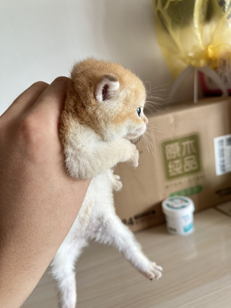 12色金渐层母猫，繁育
