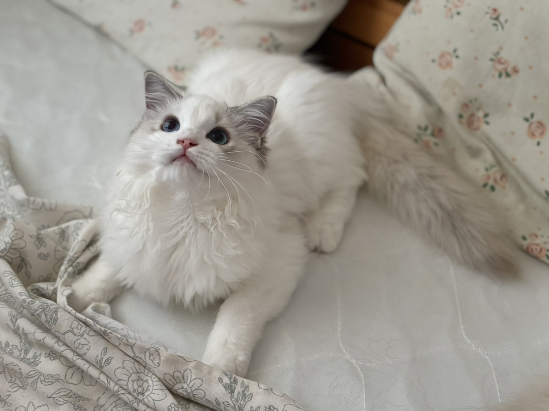 布偶猫，颜值超高的仙女猫，性格温柔，毛发蓬松柔软