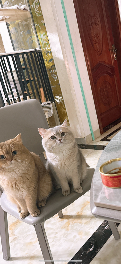 家里的猫自己生了四只，现在剩下一只母猫小可爱
