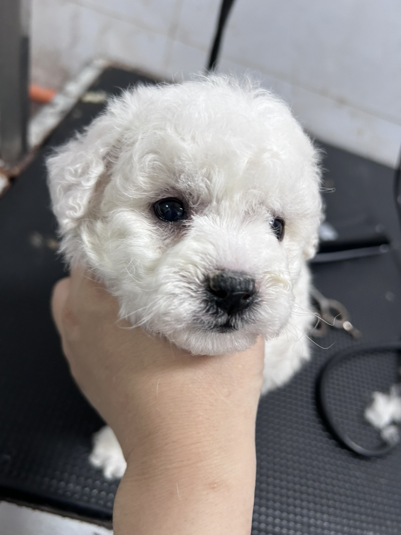 小体比熊