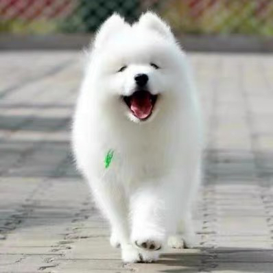 可爱萨摩耶幼犬,颜值爆表,毛茸茸超治愈