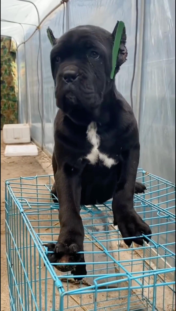 卡斯罗幼犬,威武霸气,忠诚护主,彰显独特魅力