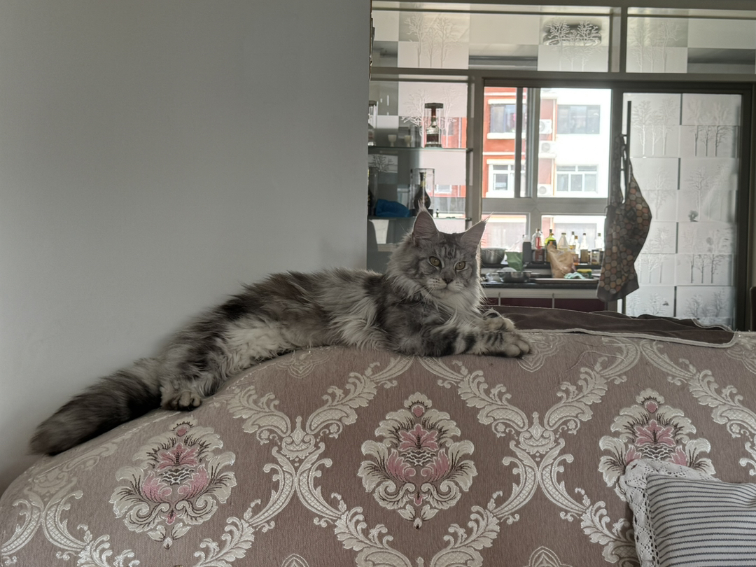 俄罗斯进口缅因妹妹