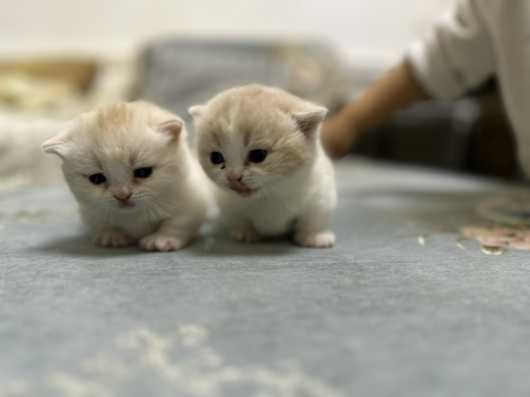 可爱英短小猫，圆润大眼，软萌可爱，治愈你的心