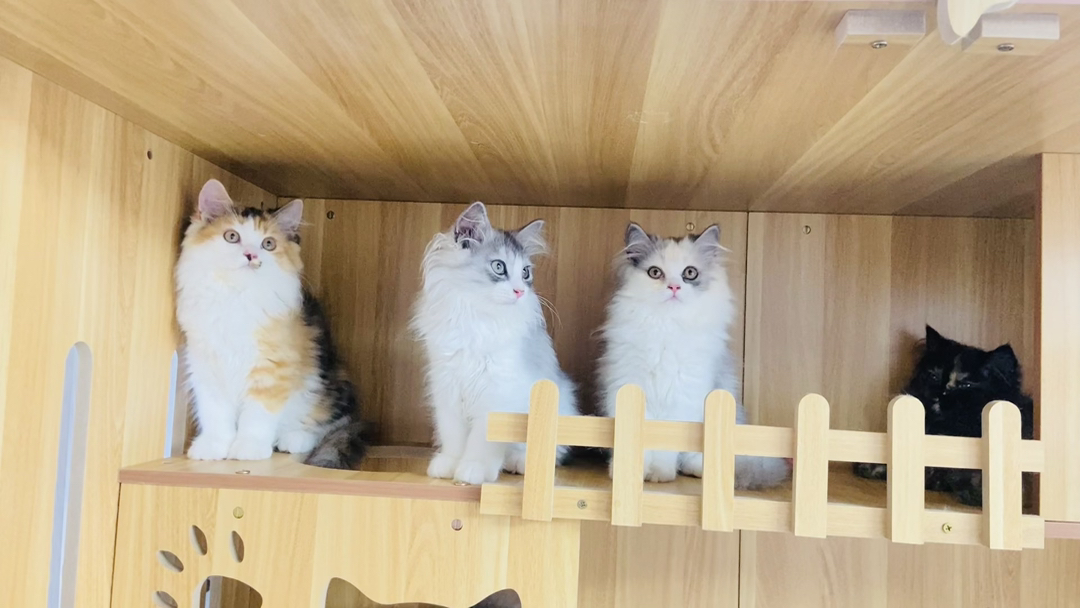 高地猫幼崽，毛发蓬松，颜值爆表，萌化你的心