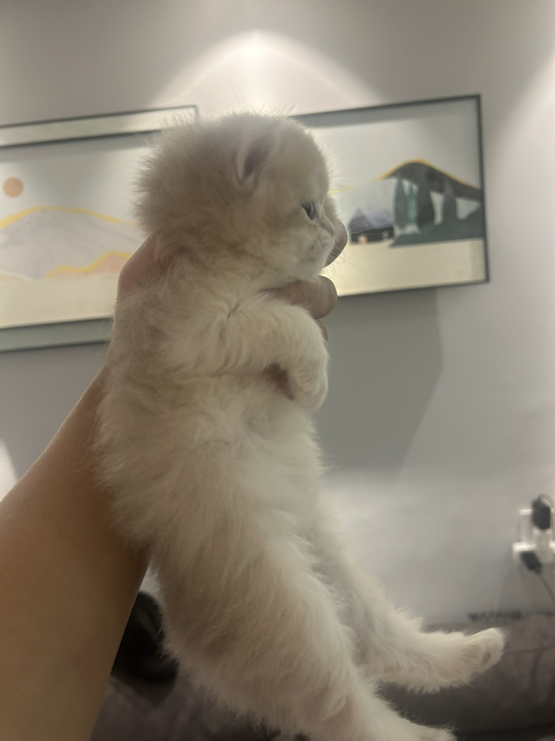 长毛焦糖蓝金妹妹