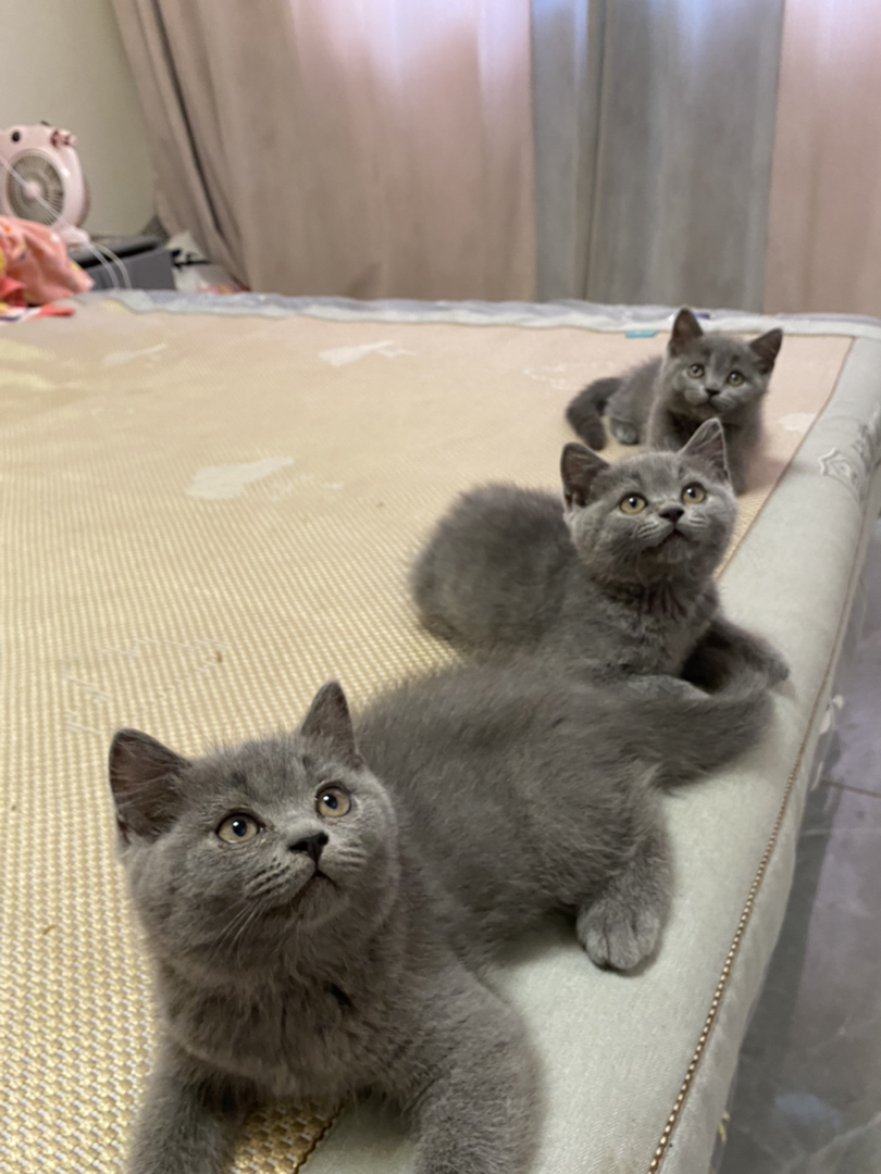 包子脸蓝猫幼崽，圆眼灰毛超可爱，温顺乖巧萌翻天
