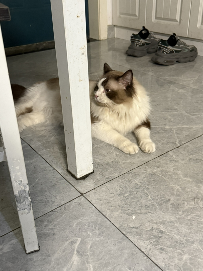 布偶猫