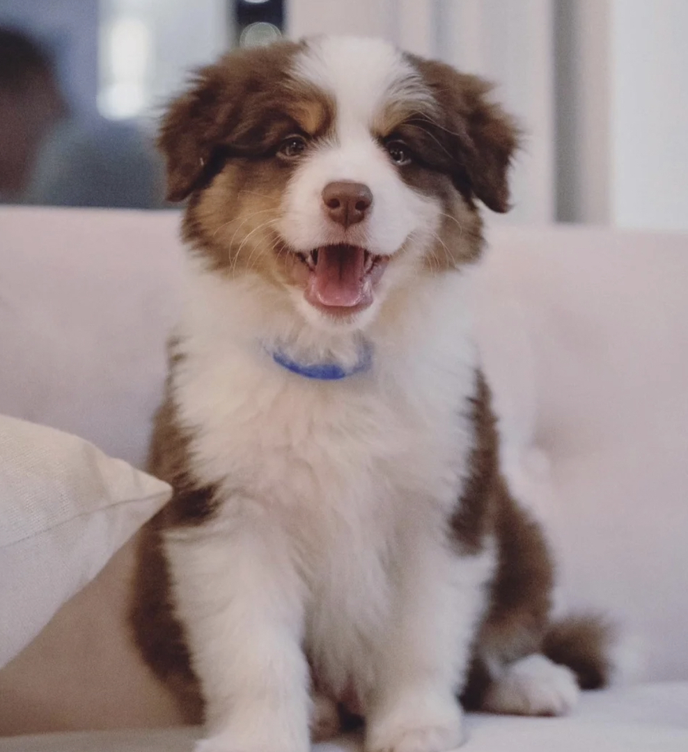 边境牧羊犬 金色边牧 陨石色边牧 咖啡色边牧 咖啡三色边牧 黑三色边牧