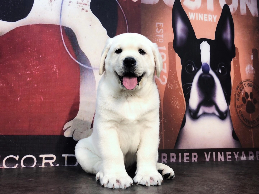可爱拉布拉多幼犬，品相优良，温顺乖巧的最佳宠物伴侣