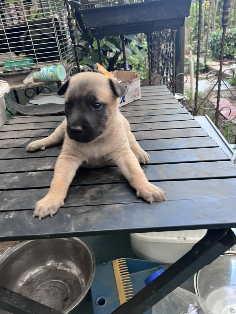德国牧羊犬！毛量超足