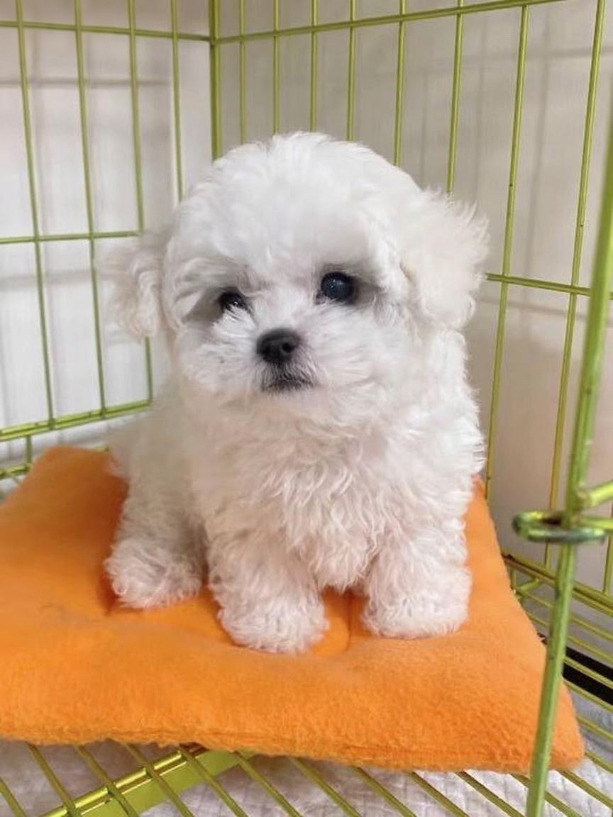 可爱比熊幼犬,纯白卷毛似棉花糖,萌态十足惹人爱