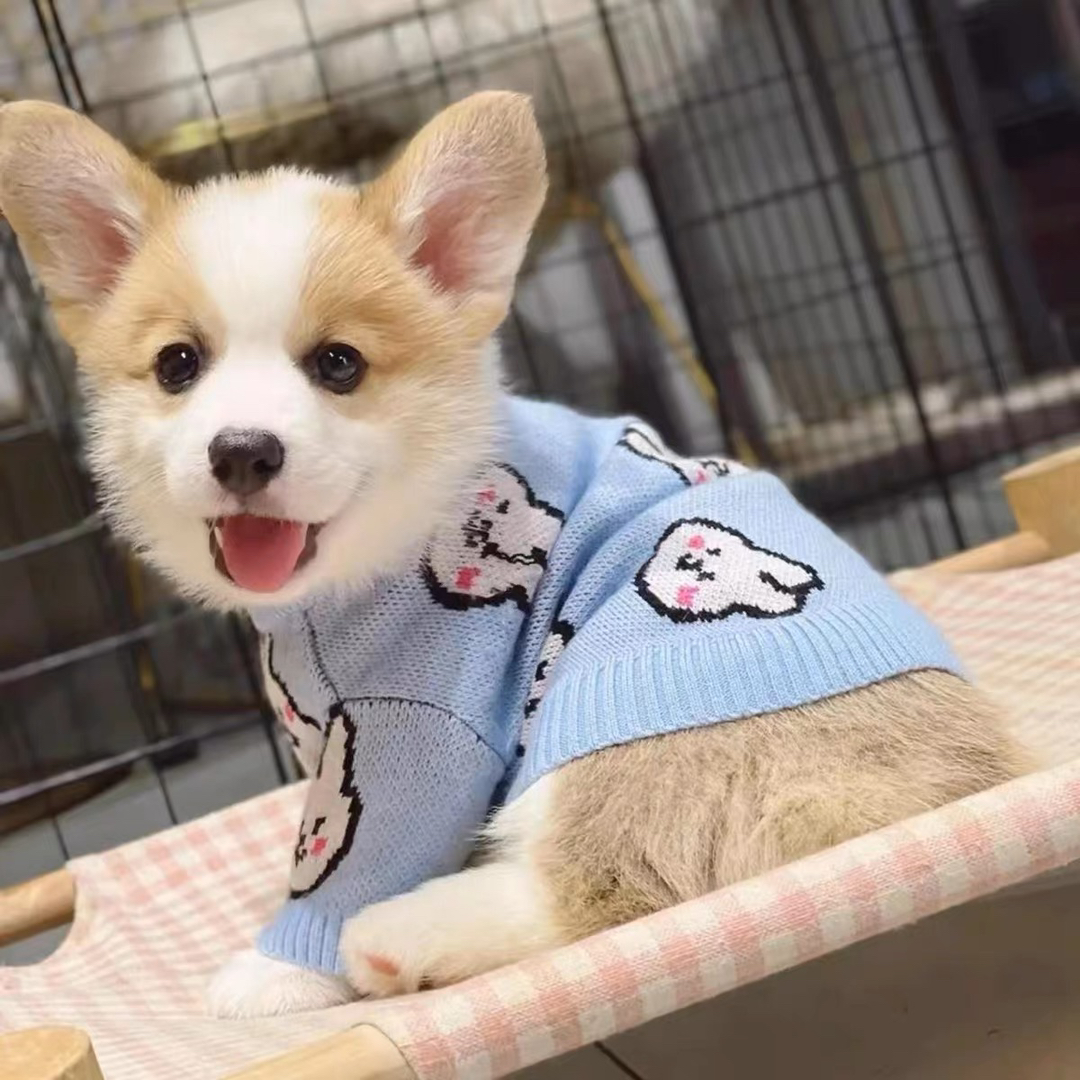 ❤平台推荐商家❤双血统纯种柯基犬