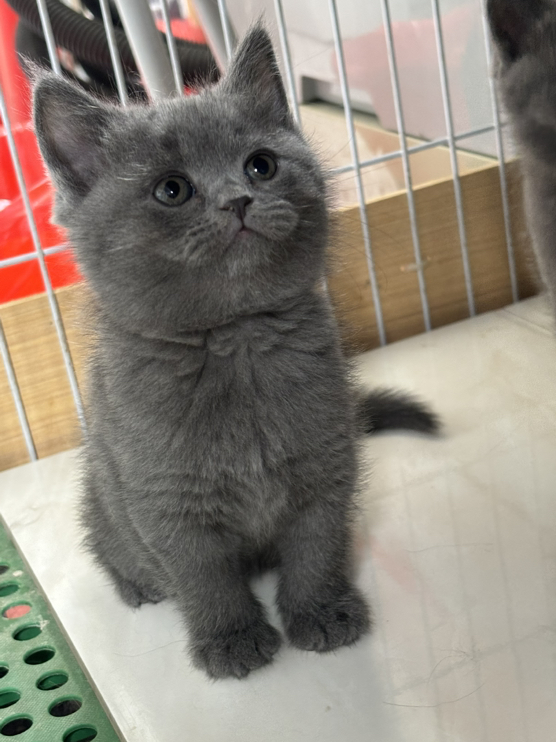 英短蓝猫，拿破仑蓝白妹妹